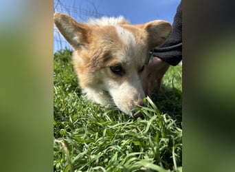 Tofy PP – junger Corgi-Rüde sucht liebevolles Zuhause
