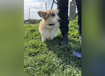 Tofy PP – junger Corgi-Rüde sucht liebevolles Zuhause