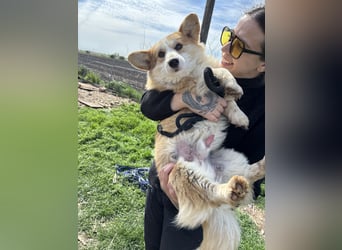 Tofy PP – junger Corgi-Rüde sucht liebevolles Zuhause