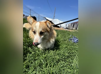 Tofy PP – junger Corgi-Rüde sucht liebevolles Zuhause