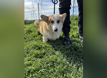 Tofy PP – junger Corgi-Rüde sucht liebevolles Zuhause