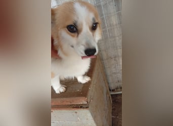 Dana, süße Welsh Corgi Pembroke Hündin geb. 10/2022