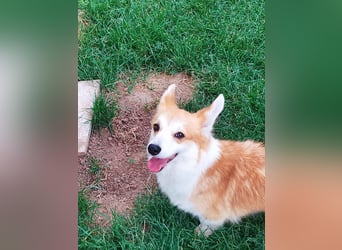 Emma, freundliche Welsh Corgi Pembroke Hündin geb. 05/2024