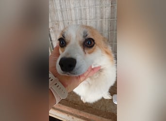 Dana, süße Welsh Corgi Pembroke Hündin geb. 10/2022