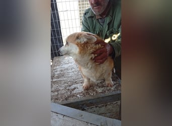 Masa, liebe Welsh Corgi Pembroke Hündin geb. 2017