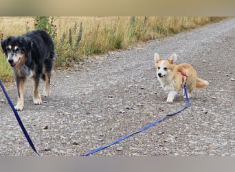 Karsci, freundlicher Welsh Corgi Pembroke geb. 07/2025