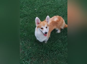 Emma, freundliche Welsh Corgi Pembroke Hündin geb. 05/2024