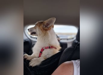 Karsci, freundlicher Welsh Corgi Pembroke geb. 07/2025