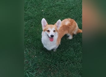 Emma, freundliche Welsh Corgi Pembroke Hündin geb. 05/2024