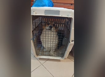 Dush, hübsches Welsh Corgi Pembroke Mädchen geb.10/2022