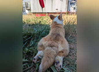 Karsci, freundlicher Welsh Corgi Pembroke geb. 07/2025