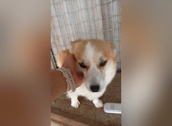Dana, süße Welsh Corgi Pembroke Hündin geb. 10/2022