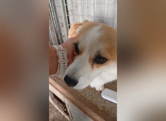 Dana, süße Welsh Corgi Pembroke Hündin geb. 10/2022