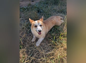 Karsci, freundlicher Welsh Corgi Pembroke geb. 07/2025