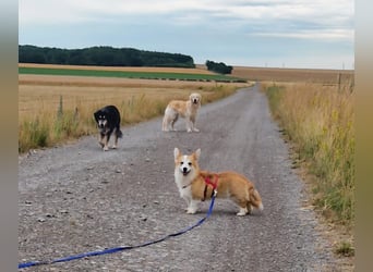 Karsci, freundlicher Welsh Corgi Pembroke geb. 07/2025
