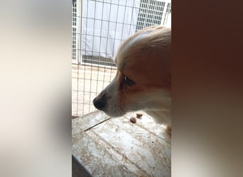 Mezi, süßes Pembroke Welsh Corgi Mädchen geb. 08/2021