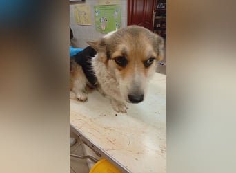Dush, hübsches Welsh Corgi Pembroke Mädchen geb.10/2022