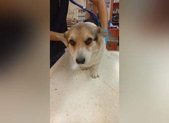 Dush, hübsches Welsh Corgi Pembroke Mädchen geb.10/2022