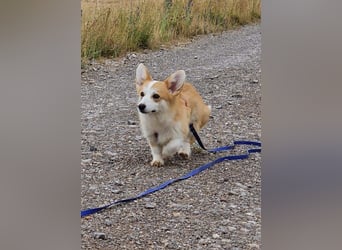 Karsci, freundlicher Welsh Corgi Pembroke geb. 07/2025