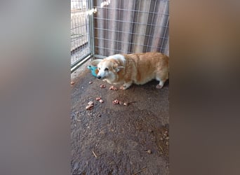 Masa, liebe Welsh Corgi Pembroke Hündin geb. 2017