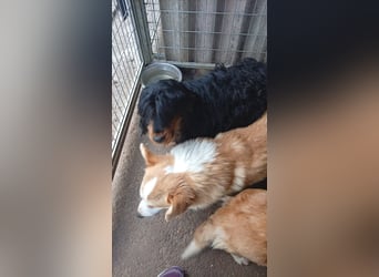 Mezi, süßes Pembroke Welsh Corgi Mädchen geb. 08/2021