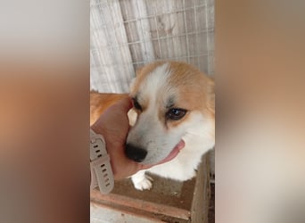 Dana, süße Welsh Corgi Pembroke Hündin geb. 10/2022