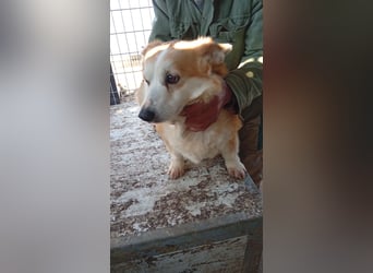 Masa, liebe Welsh Corgi Pembroke Hündin geb. 2017