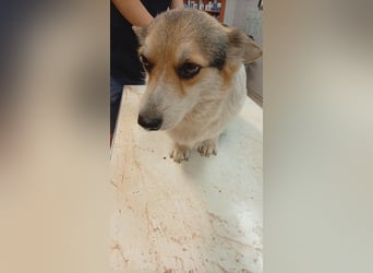 Dush, hübsches Welsh Corgi Pembroke Mädchen geb.10/2022