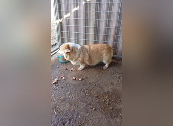 Masa, liebe Welsh Corgi Pembroke Hündin geb. 2017