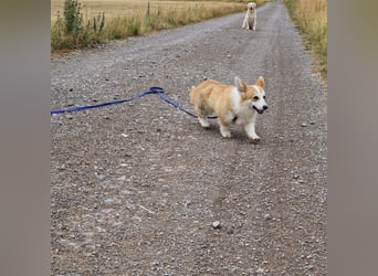 Karsci, freundlicher Welsh Corgi Pembroke geb. 07/2025