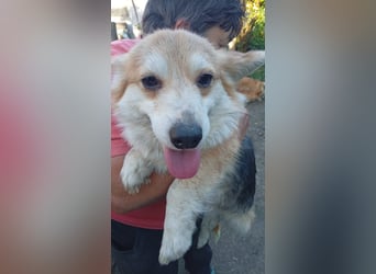 Bella, hübsches Welsh Corgi Pembroke Mädchen geb. 07/2025