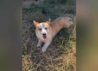 Karsci, freundlicher Welsh Corgi Pembroke geb. 07/2025
