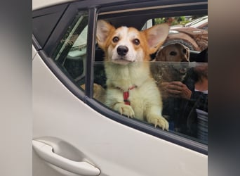 Karsci, freundlicher Welsh Corgi Pembroke geb. 07/2025