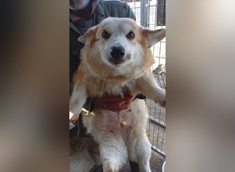 Masa, liebe Welsh Corgi Pembroke Hündin geb. 2017