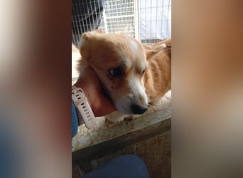 Mezi, süßes Pembroke Welsh Corgi Mädchen geb. 08/2021