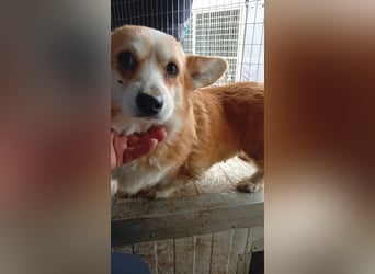 Mezi, süßes Pembroke Welsh Corgi Mädchen geb. 08/2021