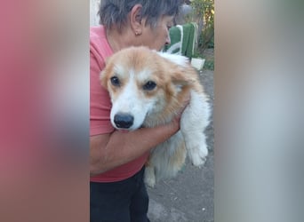 Blanka, süßes Welsh Corgi Mädchen geb. 07/2025