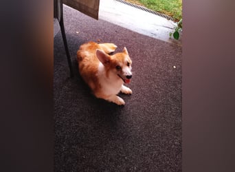 Emma, freundliche Welsh Corgi Pembroke Hündin geb. 05/2024