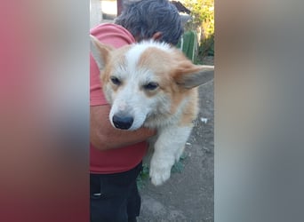 Karsci, freundlicher Welsh Corgi Pembroke geb. 07/2025