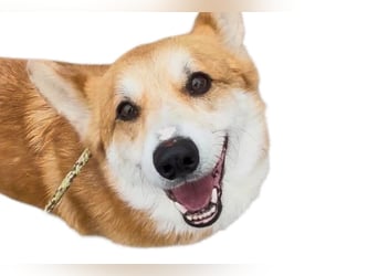 Nox ❤️ freundlicher, sensibler Corgi-Bub