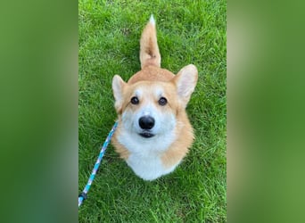 Nox ❤️ freundlicher, sensibler Corgi-Bub