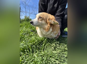 Süti2 PP – liebe Corgi-Hündin sucht endlich ihr eigenes Zuhause