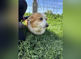 Süti2 PP – liebe Corgi-Hündin sucht endlich ihr eigenes Zuhause