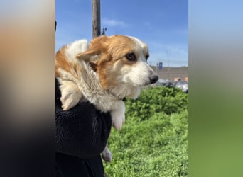 Süti2 PP – liebe Corgi-Hündin sucht endlich ihr eigenes Zuhause