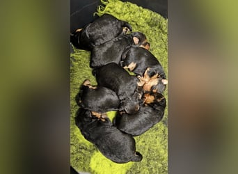 Welsh Terrier (Welpen FCI)