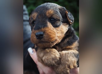 Welsh Terrier (Welpen FCI)