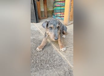 Woody - Und dann ging die Tür auf