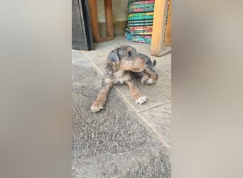 Woody - Und dann ging die Tür auf