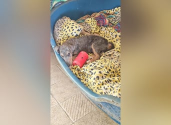 Woody - Und dann ging die Tür auf