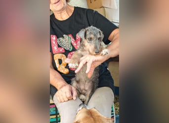Woody - Und dann ging die Tür auf